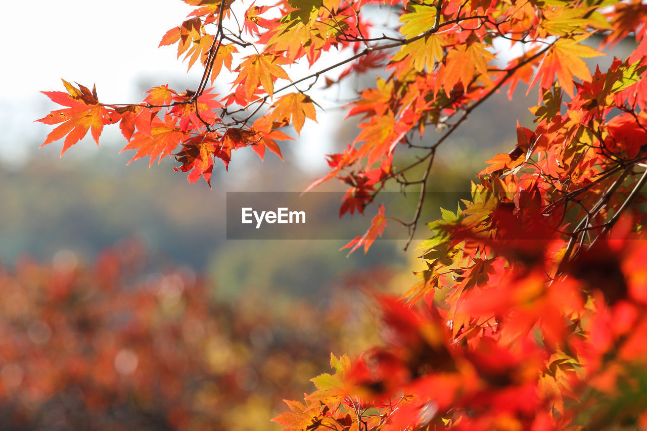 Close-up of maple leaves on tree