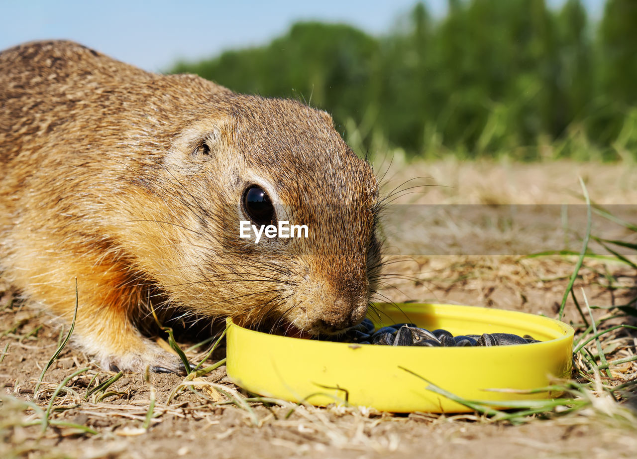 animal, animal themes, one animal, animal wildlife, mammal, rodent, whiskers, wildlife, eating, nature, no people, close-up, food, pet, squirrel, grass, food and drink, hamster, outdoors, cute, day, plant, animal body part, prairie dog