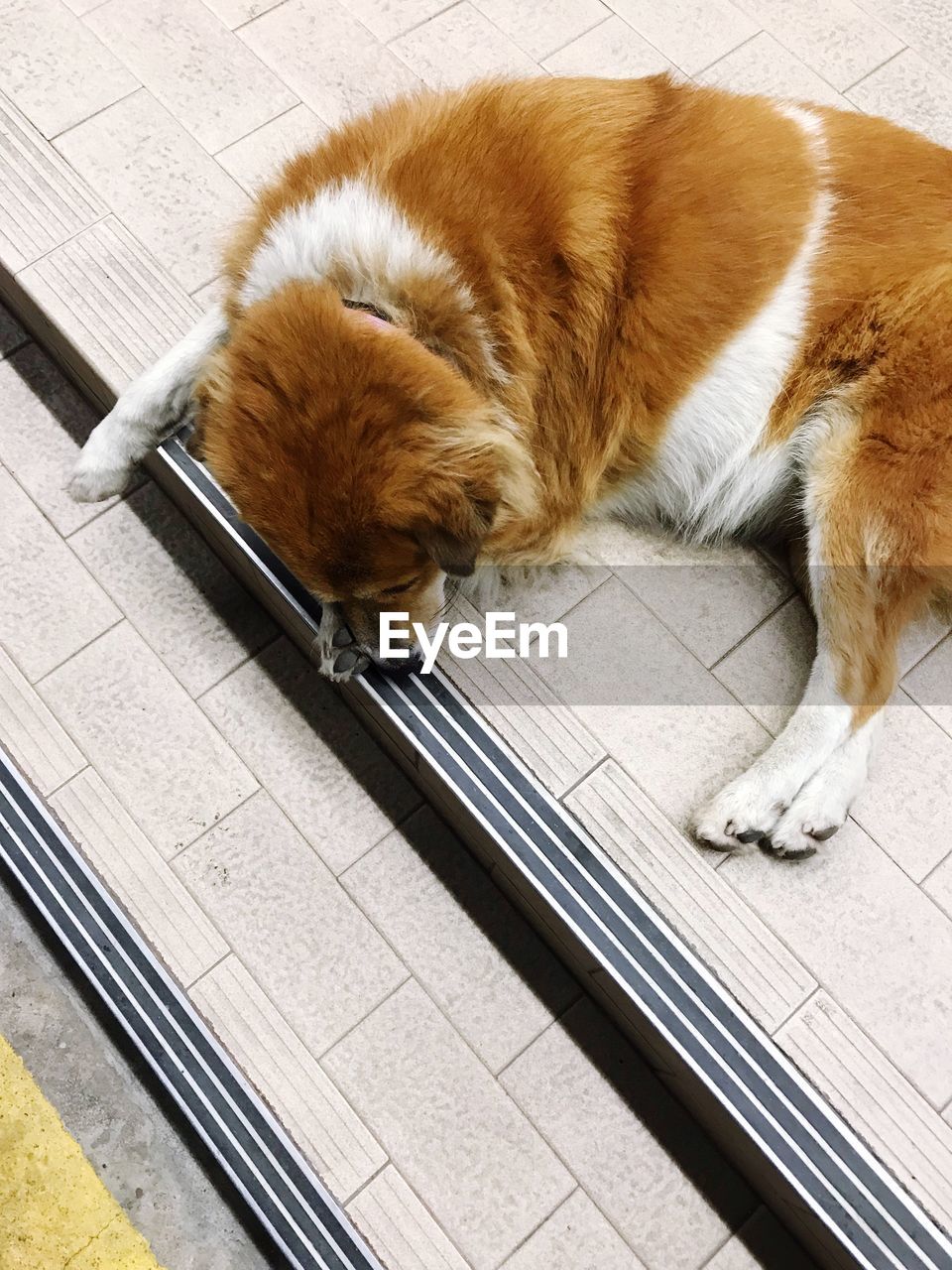 HIGH ANGLE VIEW OF A DOG SLEEPING ON TILED FLOOR