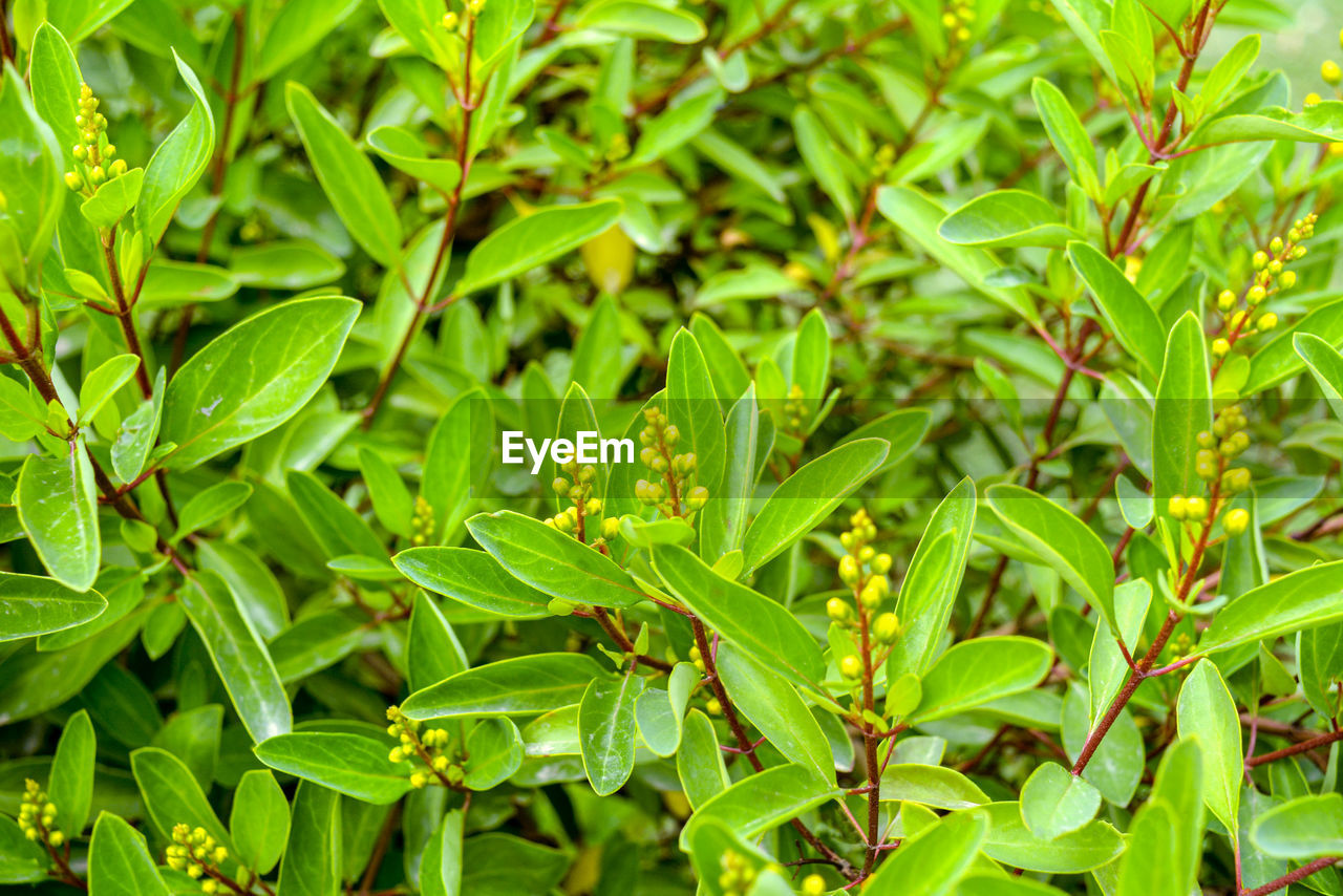 FULL FRAME SHOT OF LEAVES ON PLANT