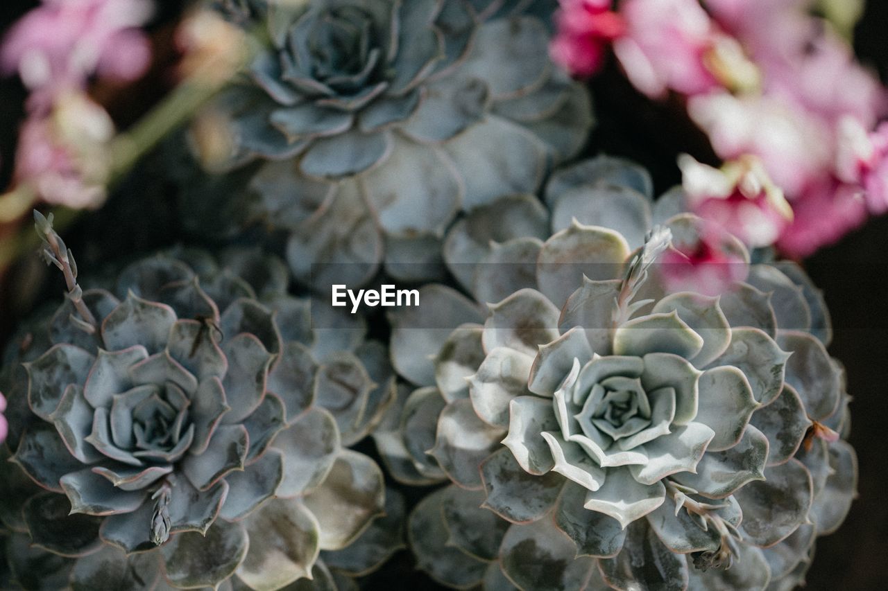 Succulent plants from above