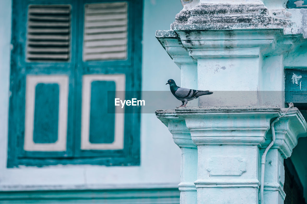 Pigeon perching on column