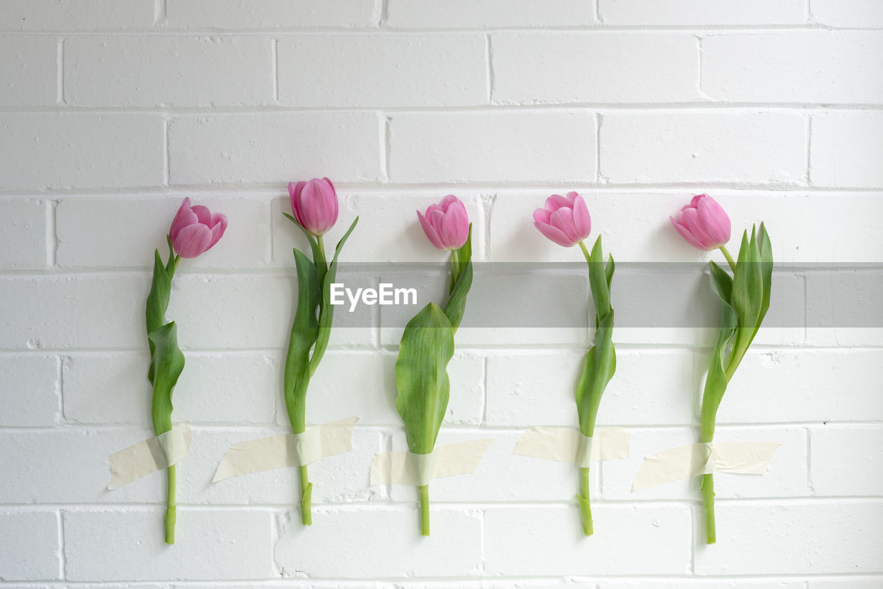 Close-up of pink flowers on wall