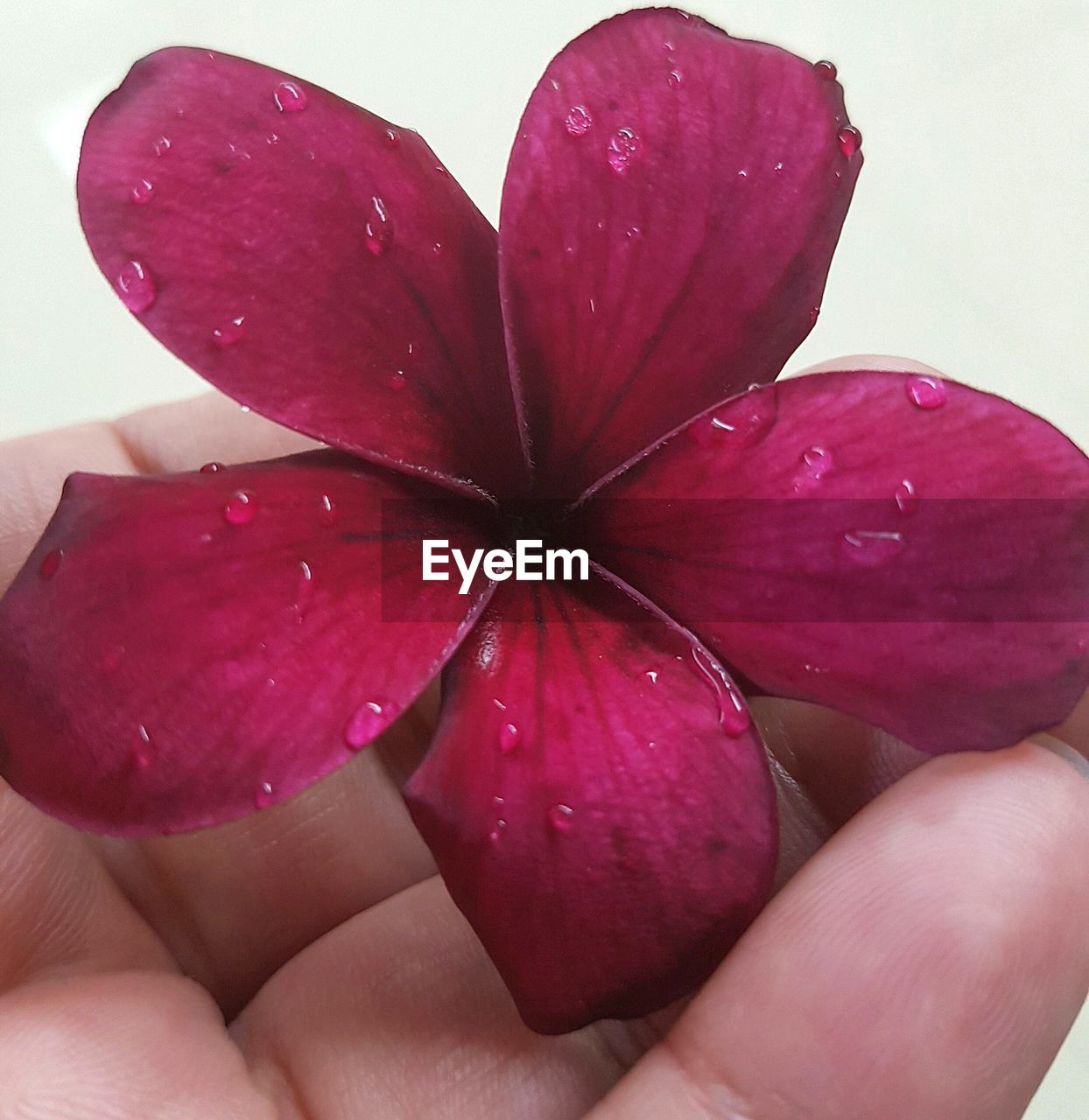 CLOSE-UP OF HAND ON FLOWER