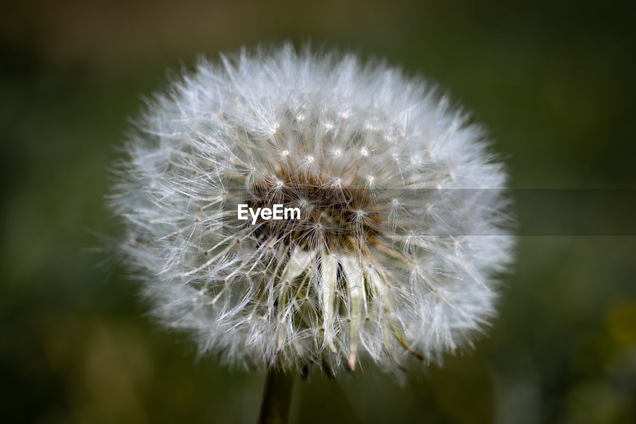 Close-up of dandelion flower