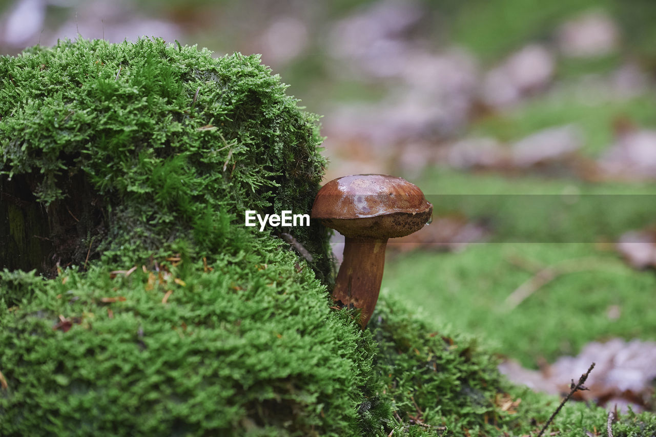 close-up of mushroom growing on tree