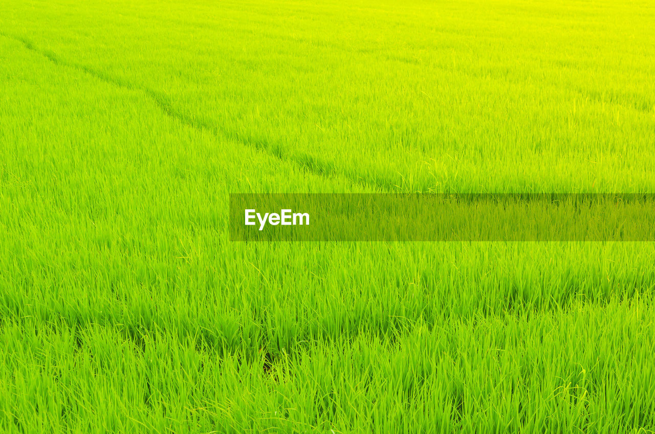 SCENIC VIEW OF RICE PADDY