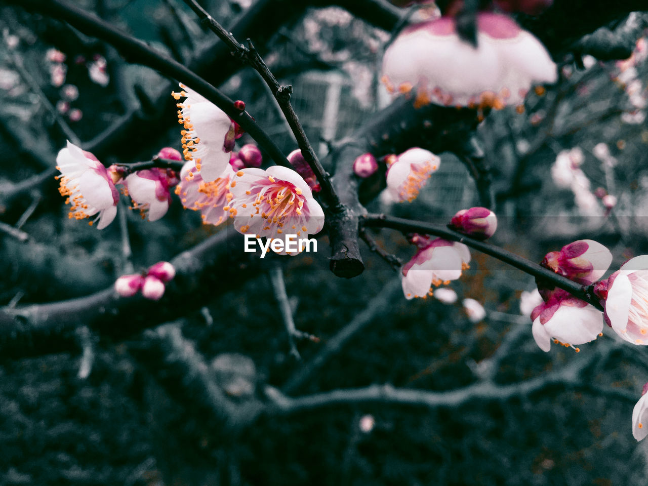 Close-up of fresh pink flowers in water