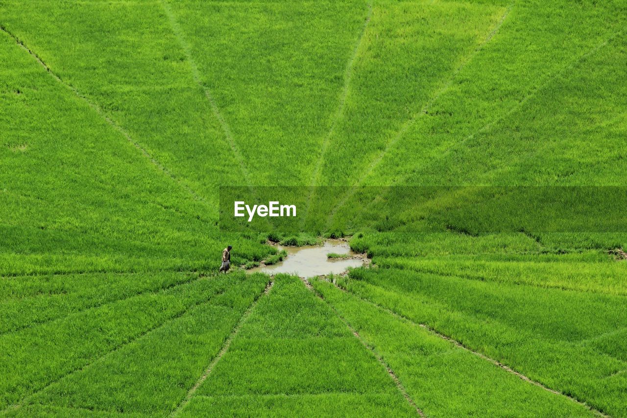 High angle view of rice paddy on field