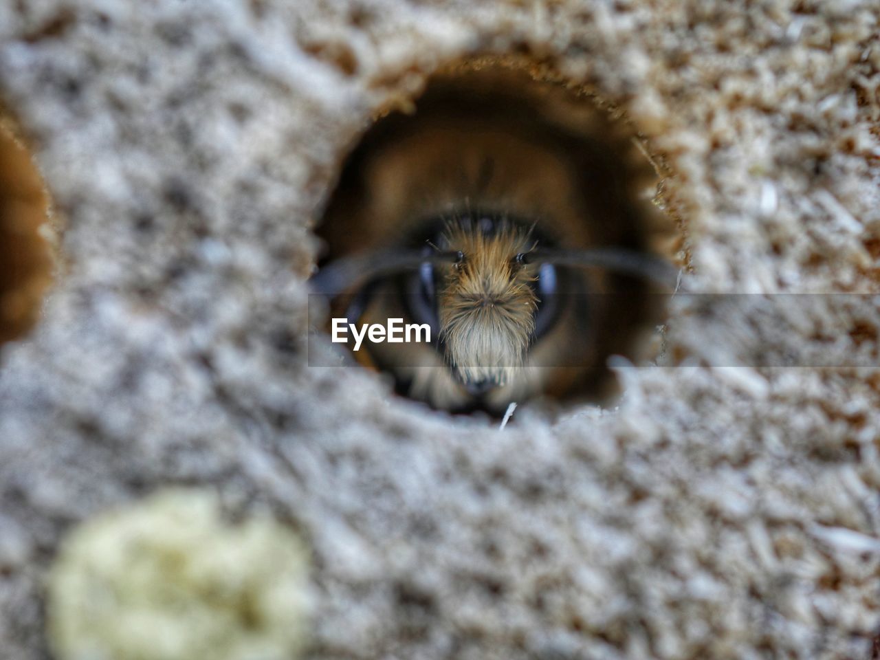 CLOSE-UP OF INSECT