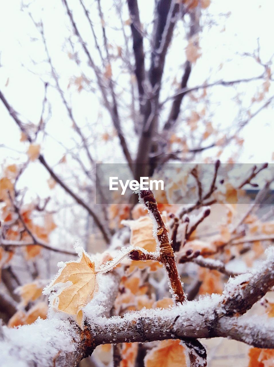 Close-up of snow on tree during winter