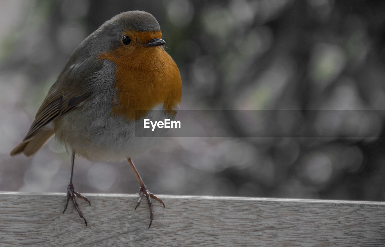 CLOSE-UP OF BIRD PERCHING ON LEAF