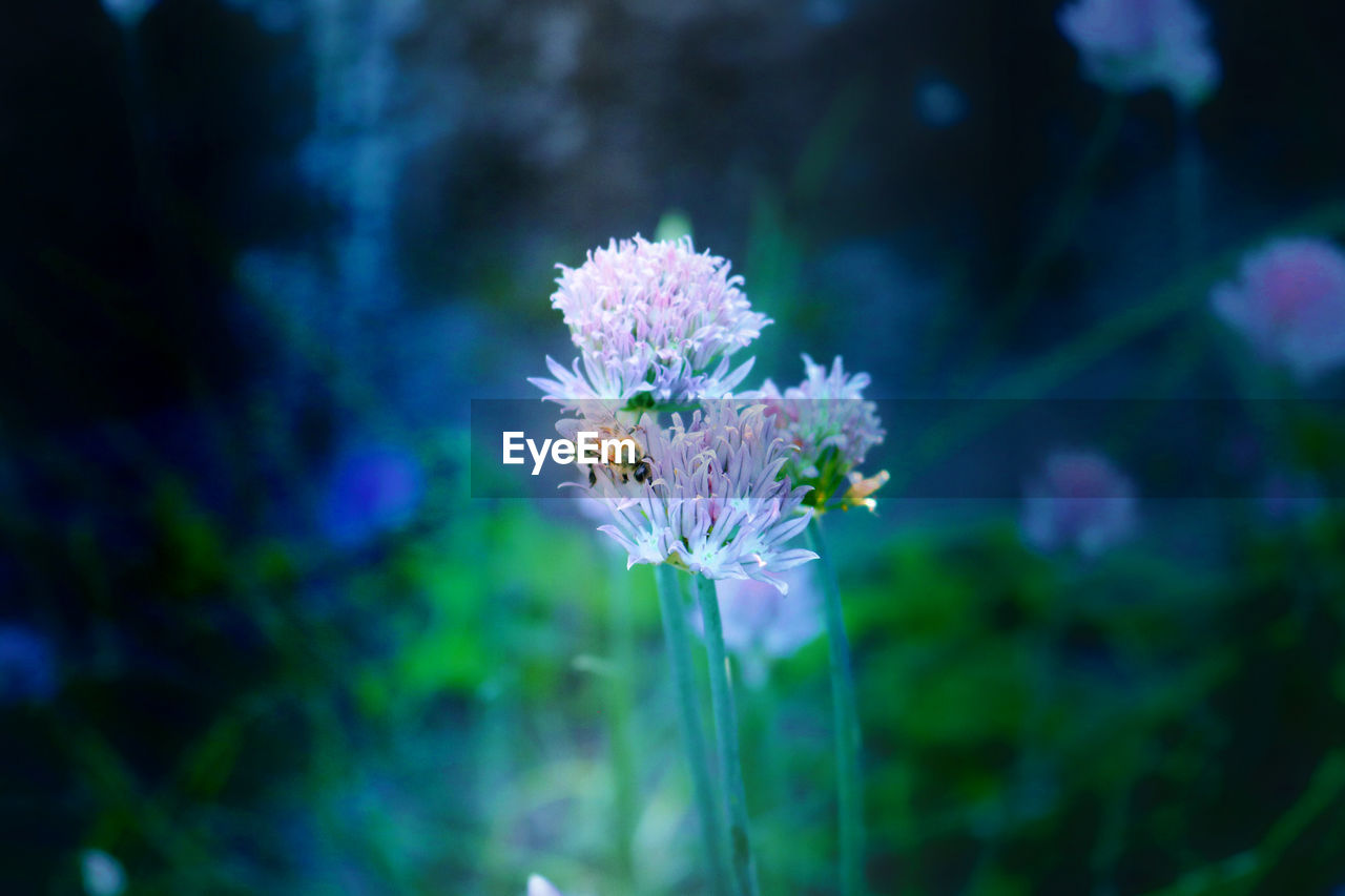 Chive Nature On Your Doorstep Bee Biene Chives Dark Background Focus On Foreground Nature_collection Schnittlauch