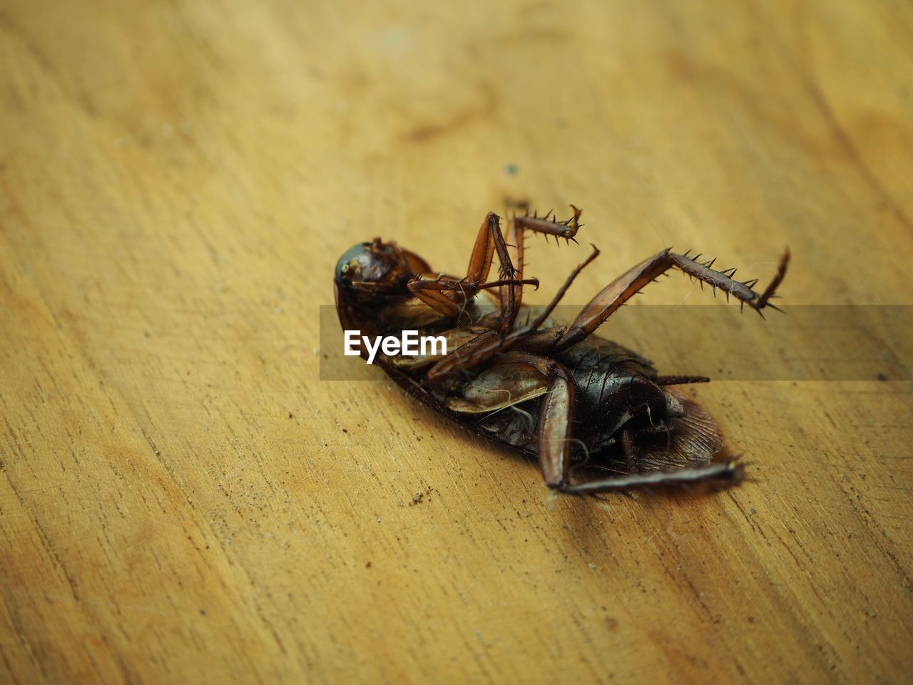 HIGH ANGLE VIEW OF SPIDER ON WOODEN TABLE