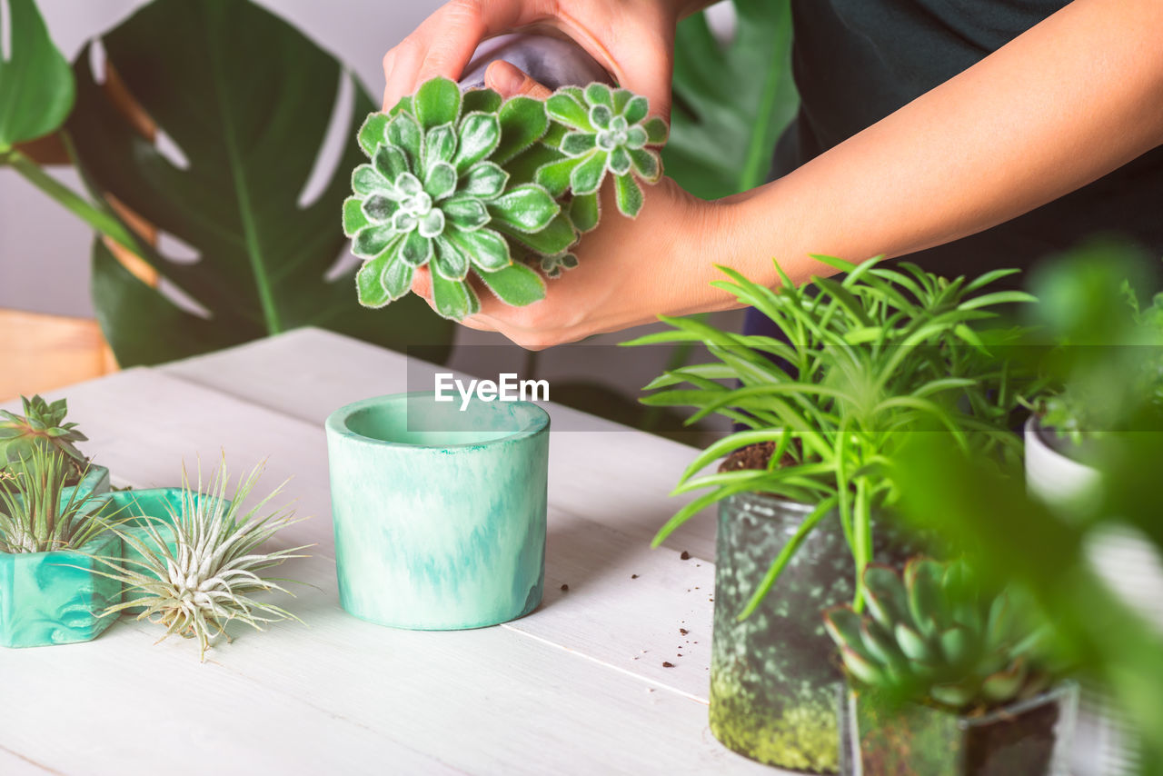 MIDSECTION OF WOMAN HOLDING POTTED PLANT BY TABLE