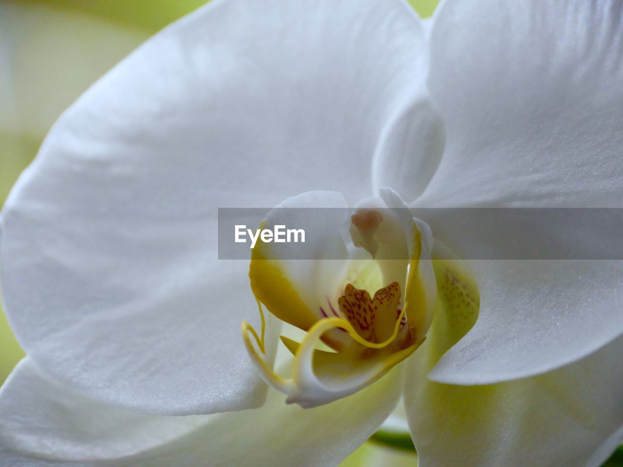 Close-up of white orchid blooming outdoors