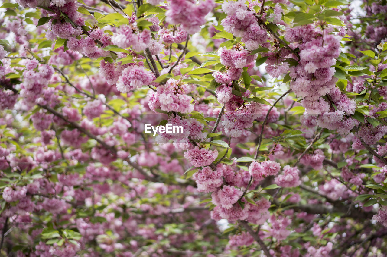 Close-up of pink flowers blooming in park