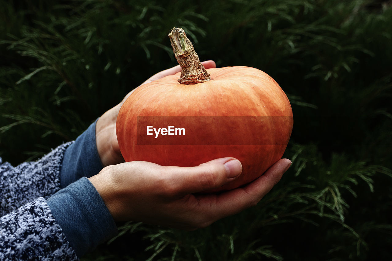 Homegrown orange pumpkin in hands, dark colors