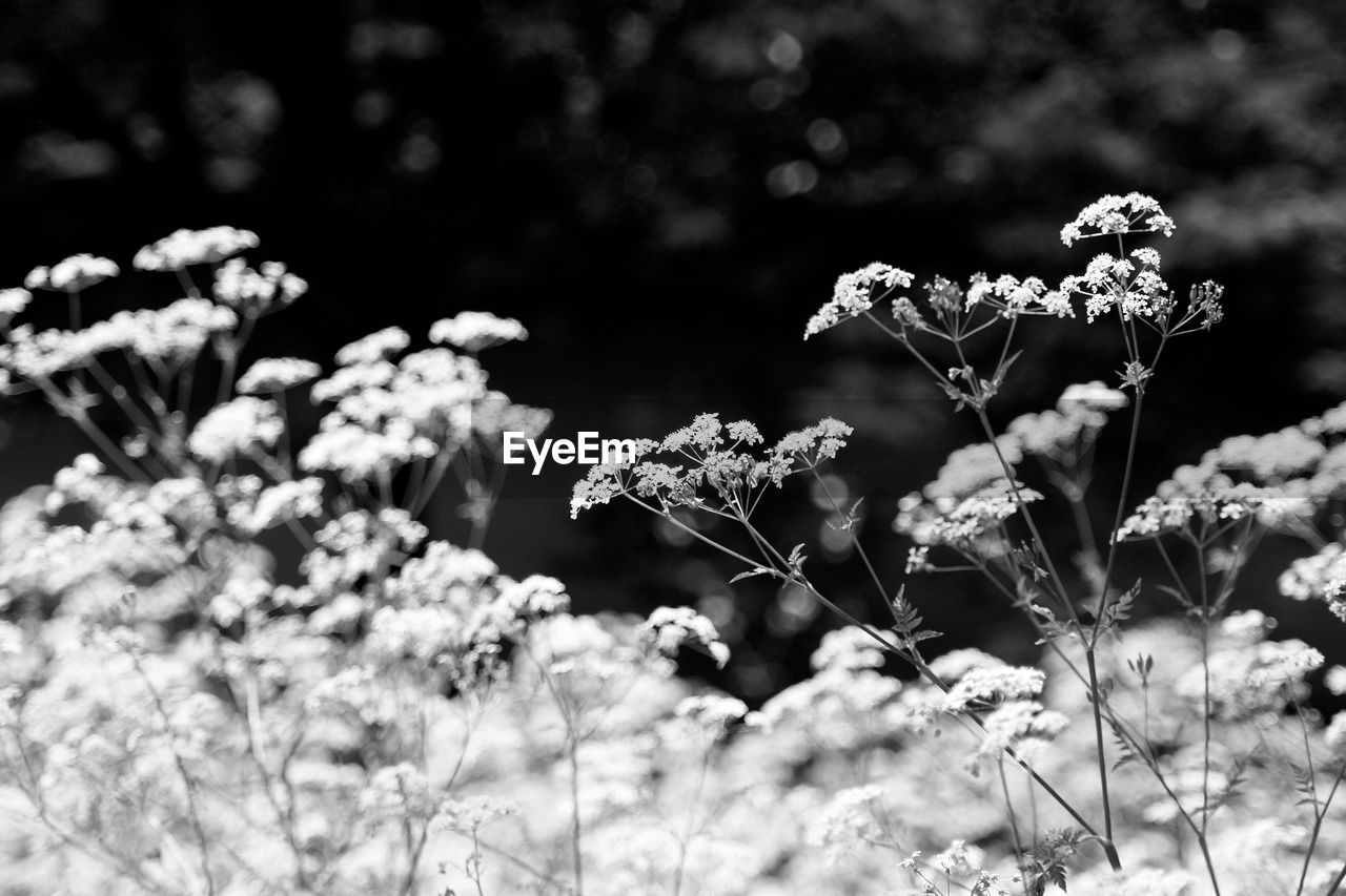 CLOSE-UP OF FLOWER BLOOMING OUTDOORS