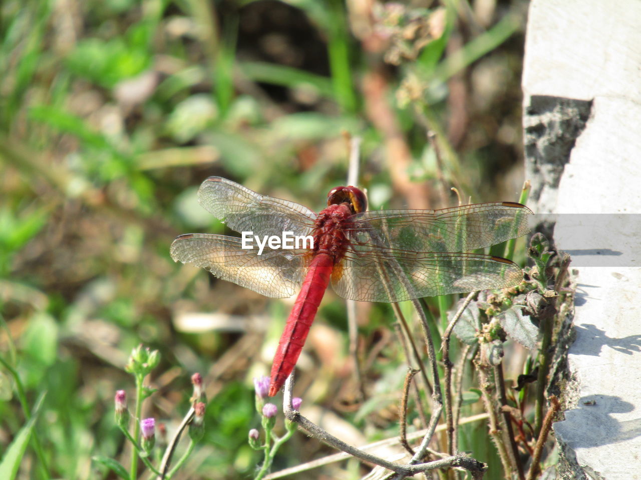 CLOSE UP OF DRAGONFLY