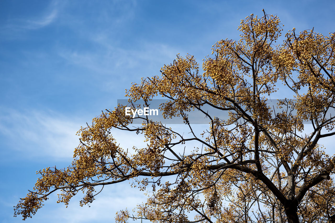 tree, sky, plant, nature, low angle view, beauty in nature, cloud, leaf, blue, branch, sunlight, no people, flower, autumn, outdoors, day, tranquility, scenics - nature, growth, environment, plant part, landscape, springtime