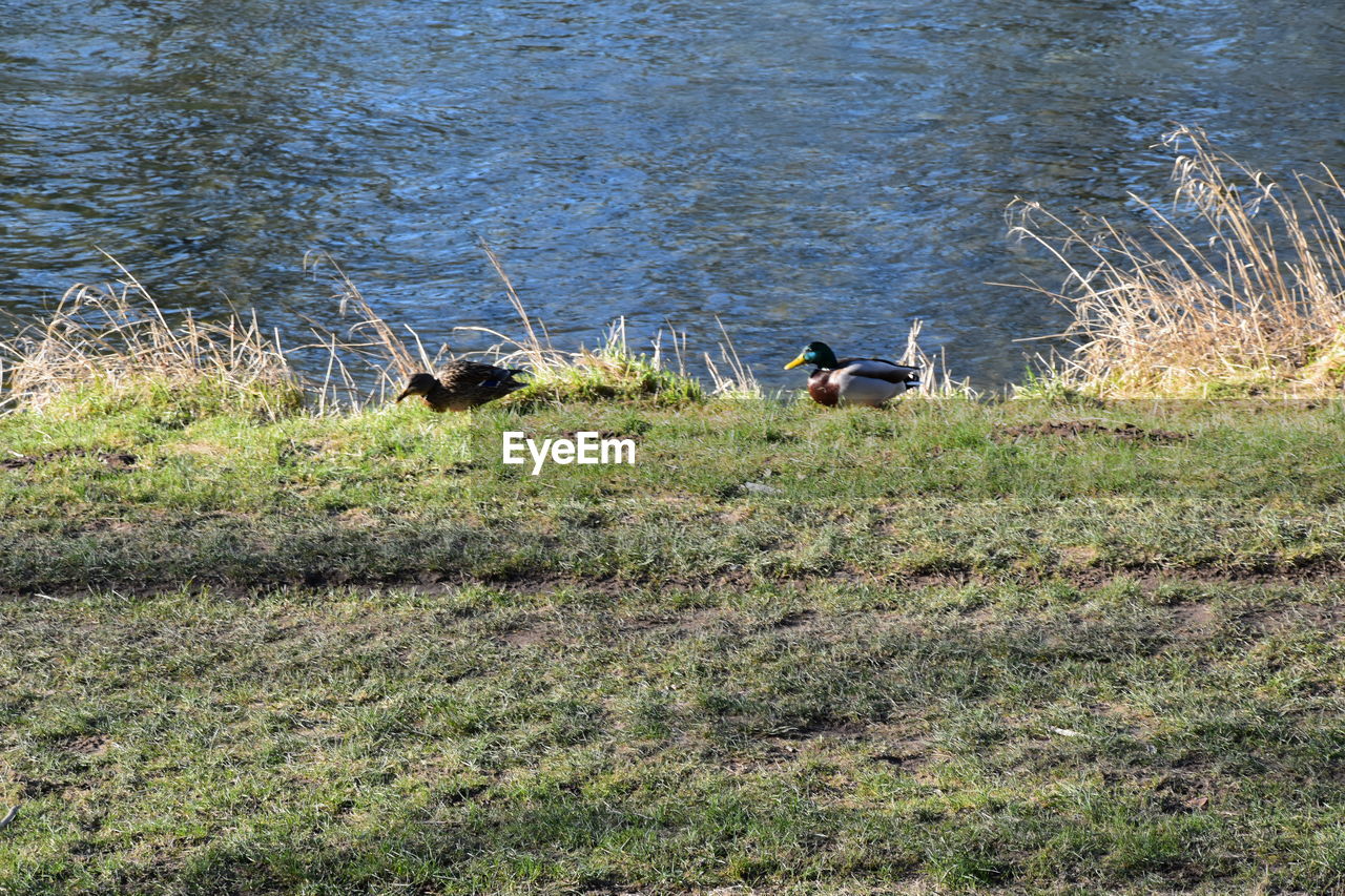 VIEW OF BIRDS ON GRASS