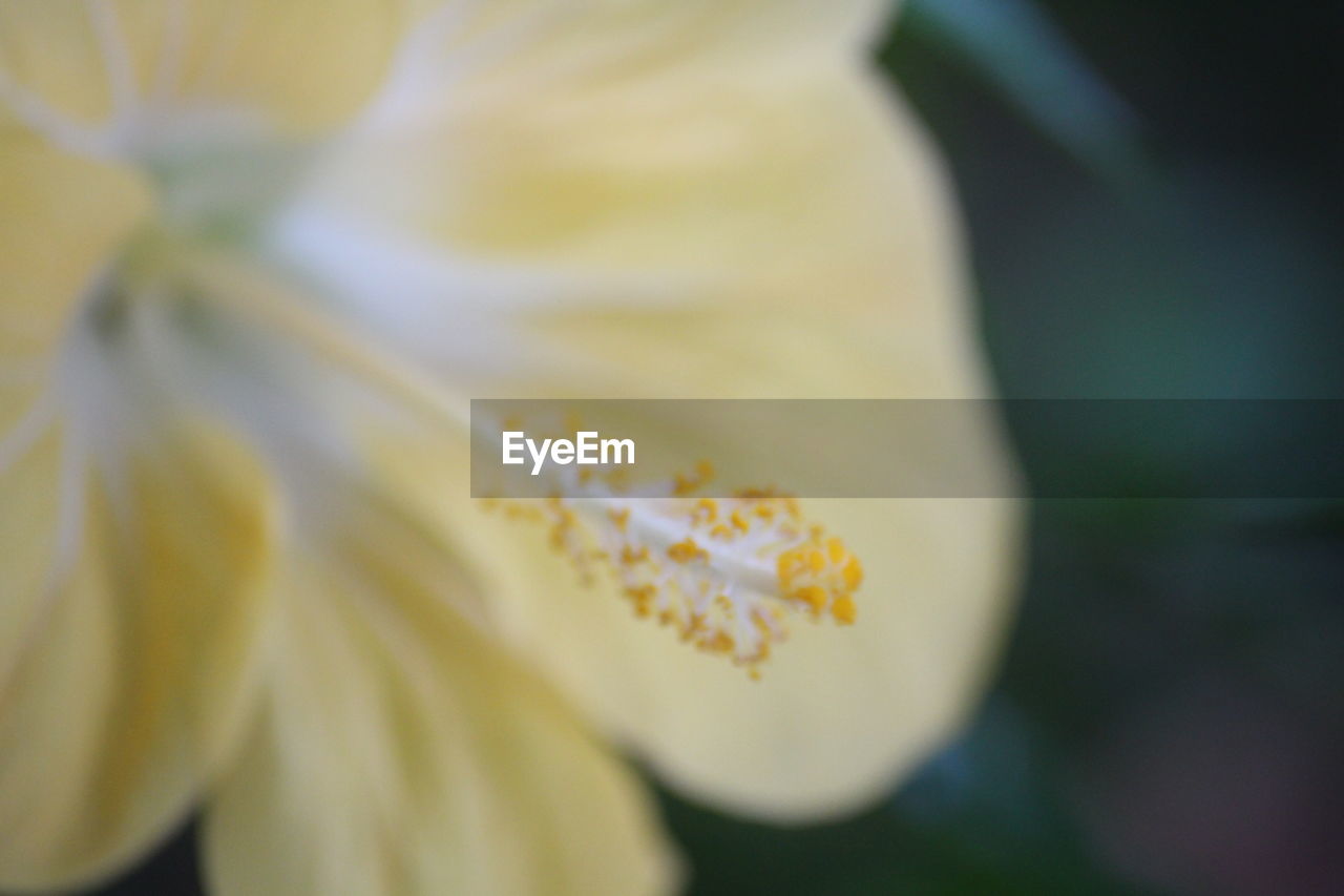 CLOSE-UP OF FRESH YELLOW FLOWER BLOOMING IN NATURE