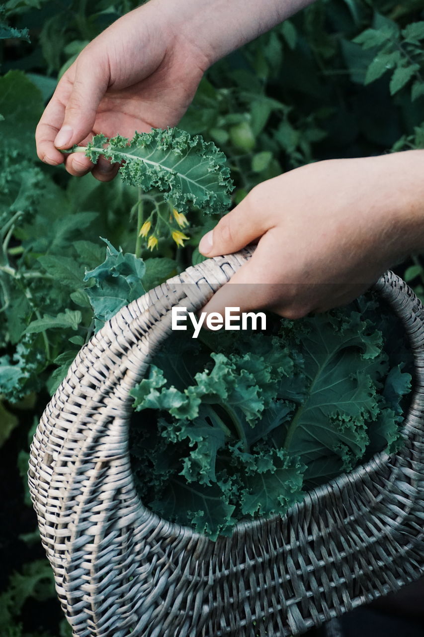 Cropped hands of woman holding basket while picking kale at vegetable garden