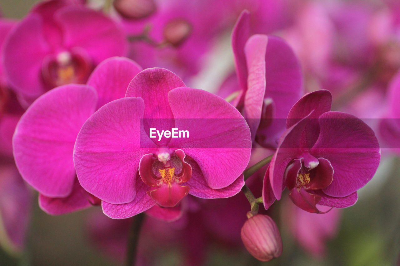 Close-up of pink orchids