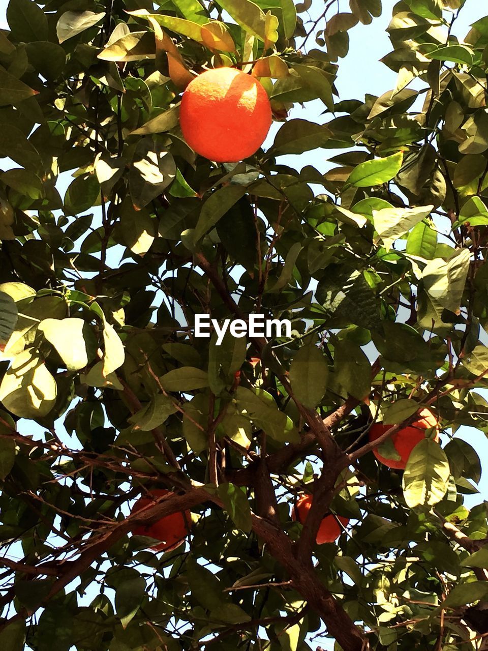 LOW ANGLE VIEW OF RED BERRIES ON TREE