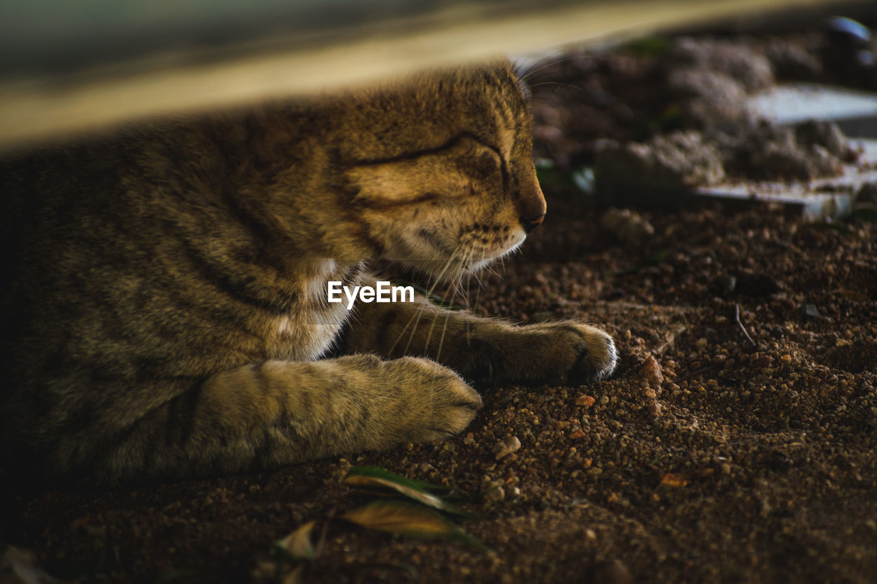 Close-up of cat sleeping on land