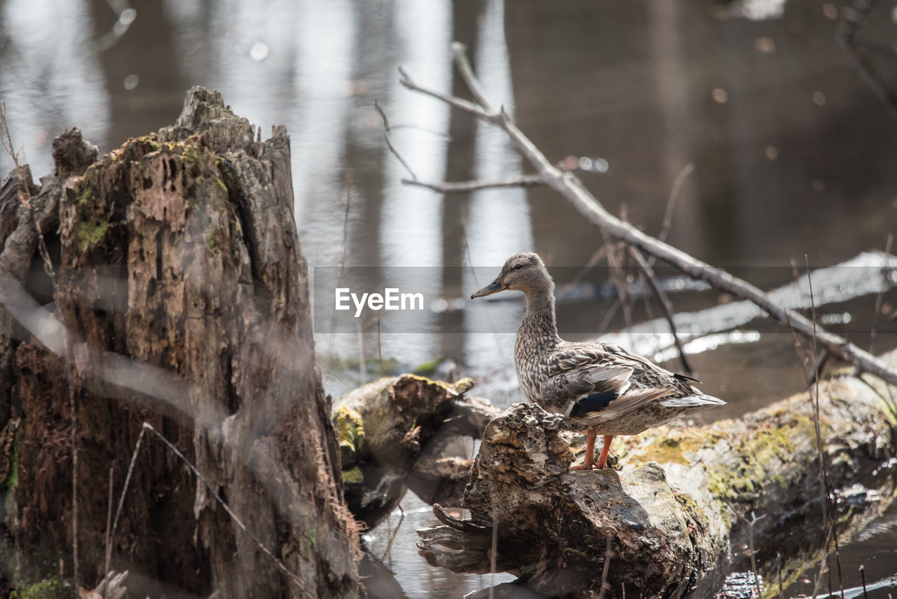 nature, animal wildlife, bird, animal themes, animal, wildlife, tree, winter, water, plant, no people, one animal, day, lake, animal nest, outdoors, branch, tree trunk, trunk, perching, beauty in nature, young animal, focus on foreground, nest, wood, forest