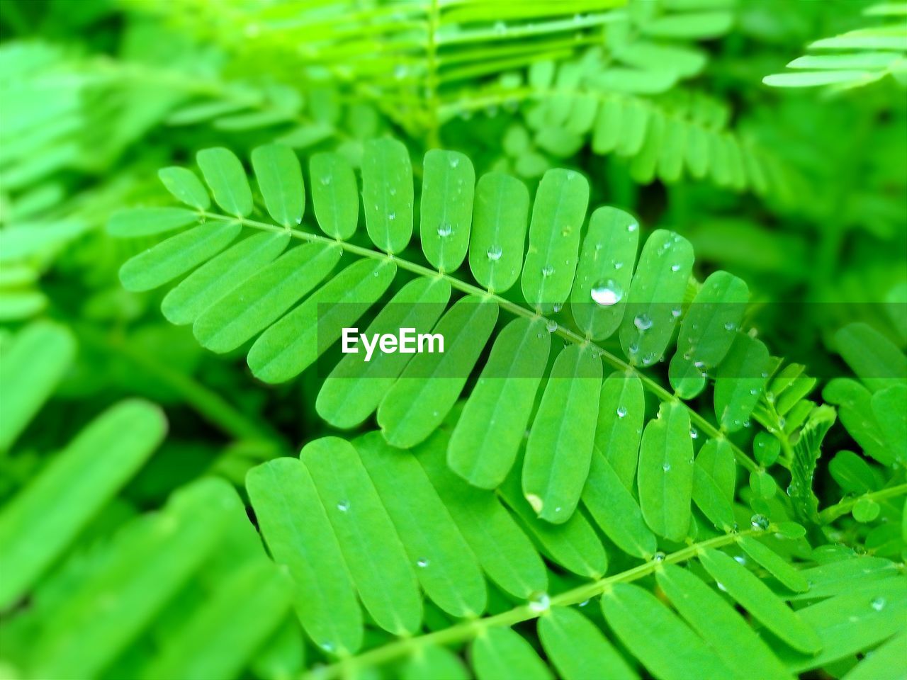 Leafs with rain drops