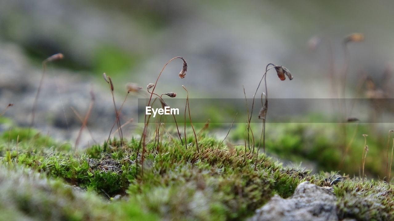 grass, nature, plant, flower, selective focus, green, macro photography, no people, leaf, growth, close-up, land, day, moss, beauty in nature, outdoors, animal, meadow, environment, wildlife, fungus, animal themes, animal wildlife, autumn, lawn, mushroom, field, soil, natural environment, food