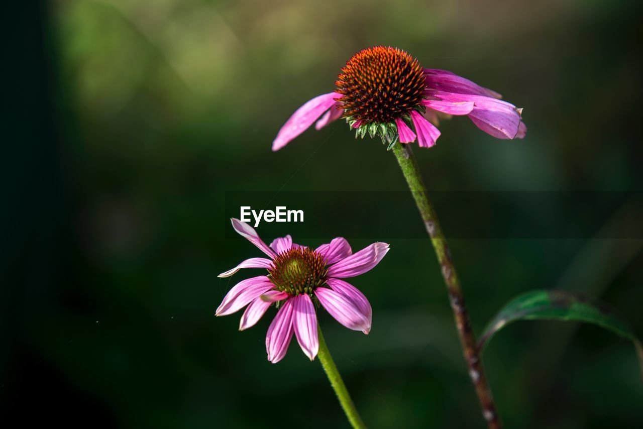 Close-up of purple coneflower blooming outdoors