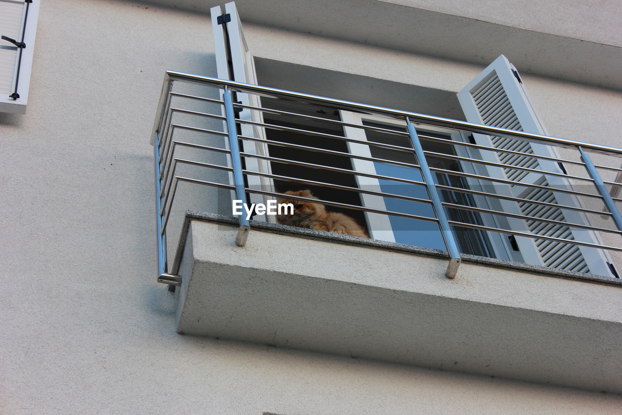 Low angle view of cat at balcony