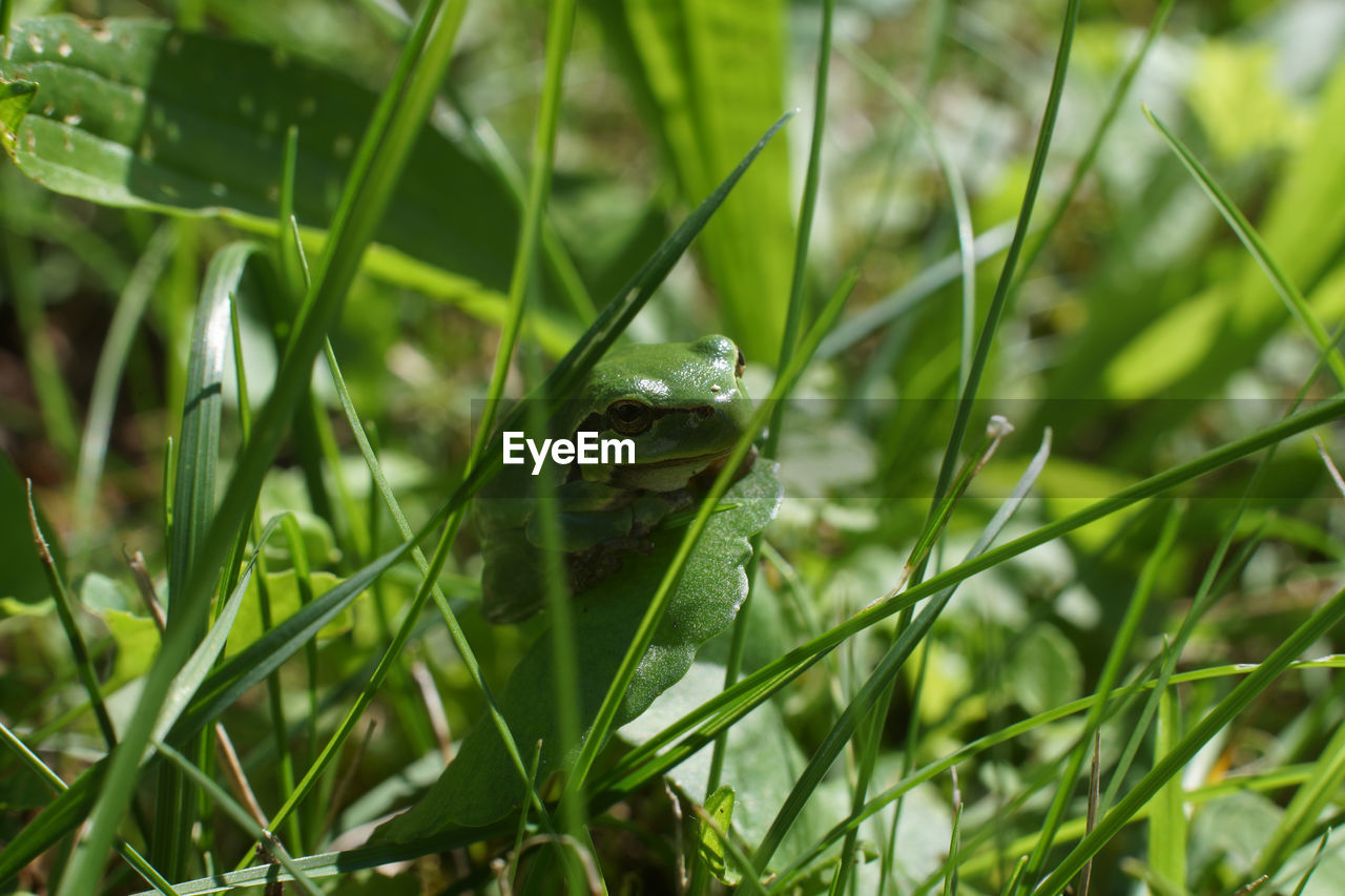 green, grass, animal themes, animal, animal wildlife, plant, one animal, wildlife, lawn, nature, reptile, no people, meadow, water, land, day, growth, close-up, outdoors, macro photography, leaf, blade of grass, environment, beauty in nature, animal body part, wet, amphibian, flower, focus on foreground