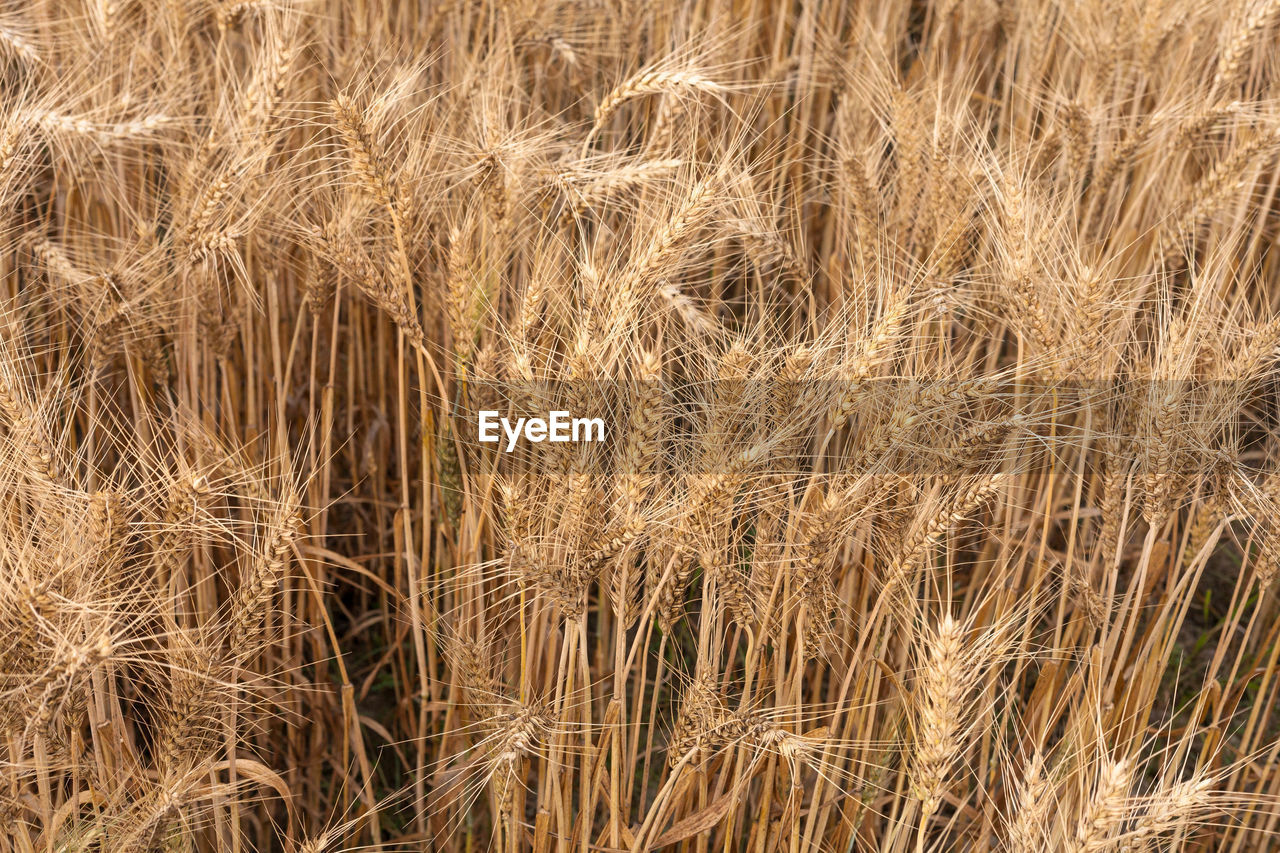 Full frame shot of golden wheat field
