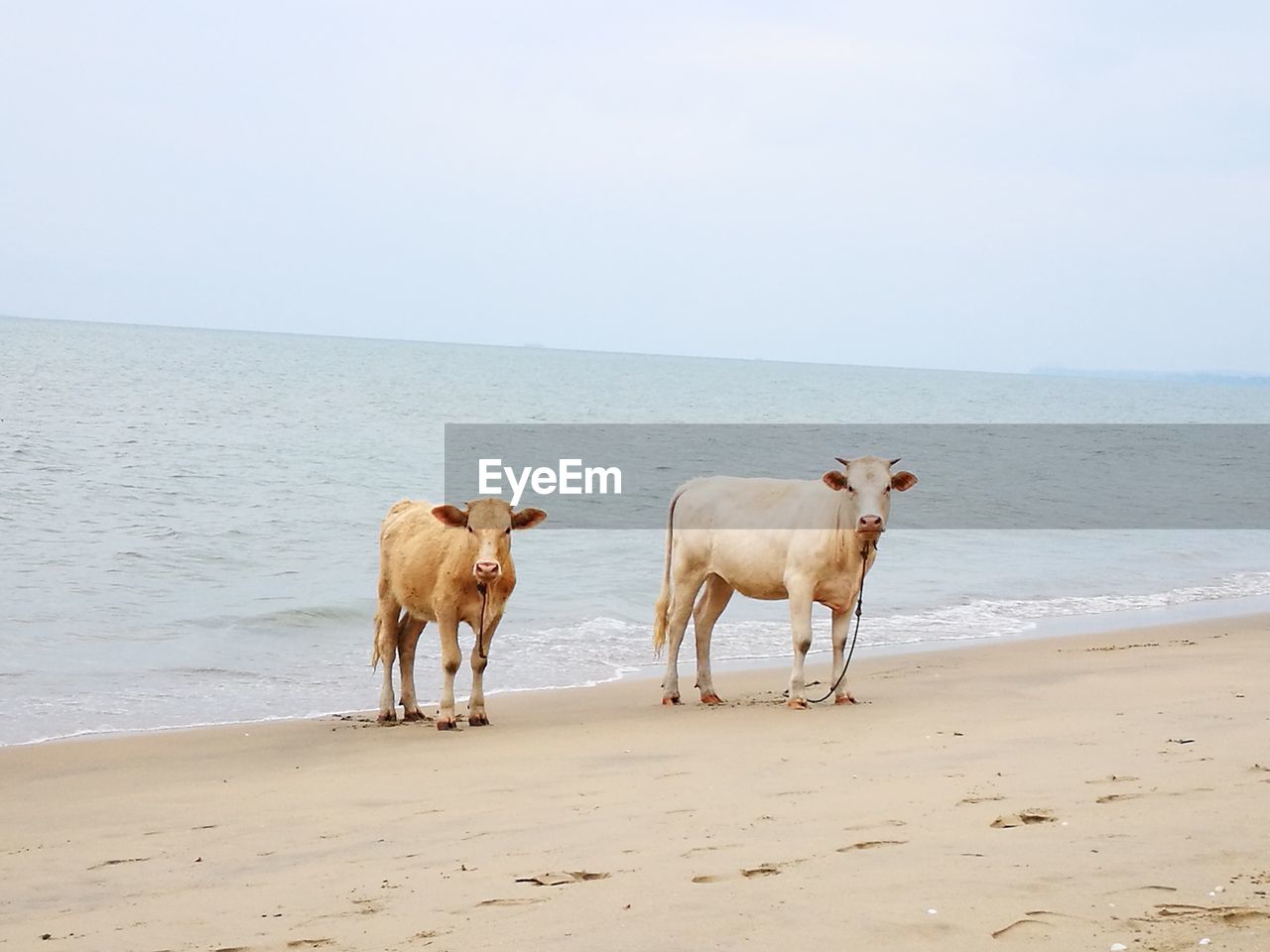 Cows standing on shore at beach