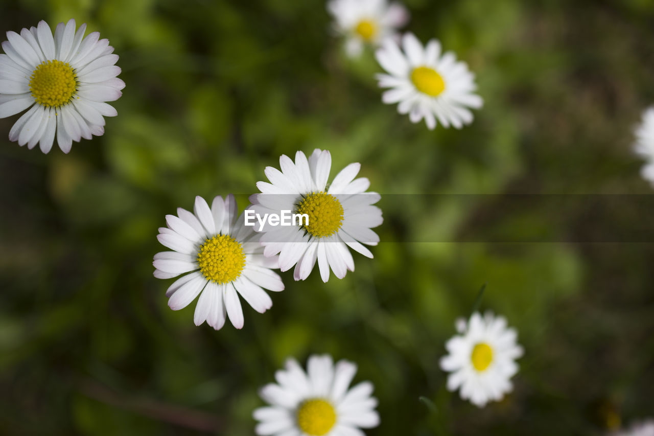 flower, flowering plant, plant, freshness, beauty in nature, daisy, flower head, fragility, petal, inflorescence, nature, growth, close-up, white, no people, yellow, pollen, herb, focus on foreground, tanacetum parthenium, botany, springtime, outdoors, meadow, summer, day, field, blossom, plain, wildflower