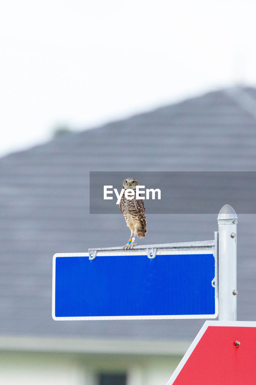 Perched on a street sign, an adult burrowing owl athene cunicularia remains alert on marco island
