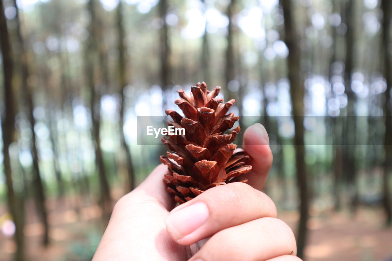 Cropped hand of woman holding pine cone outdoors