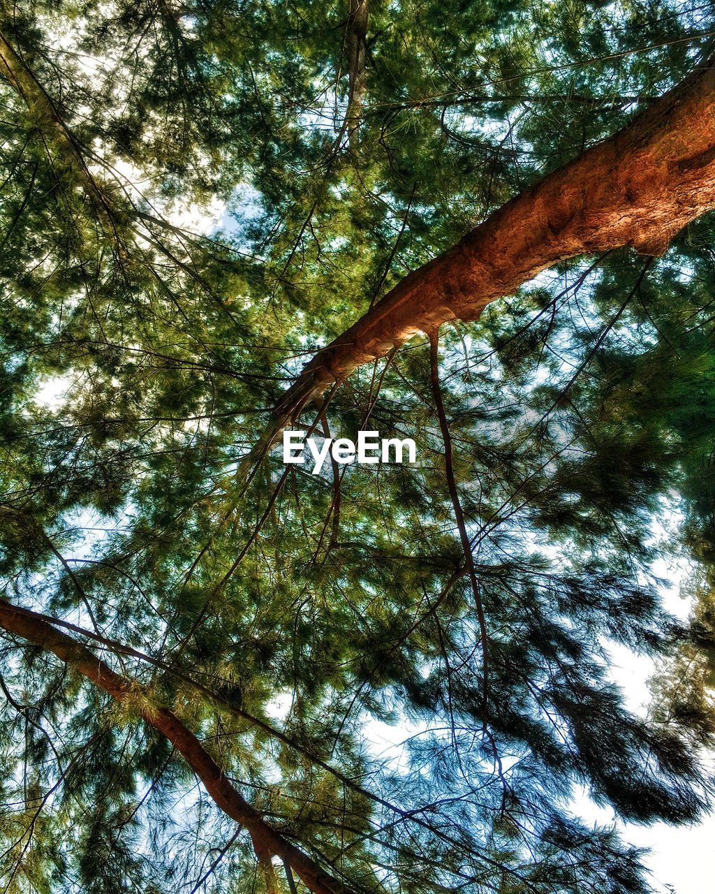 LOW ANGLE VIEW OF TREES IN FOREST