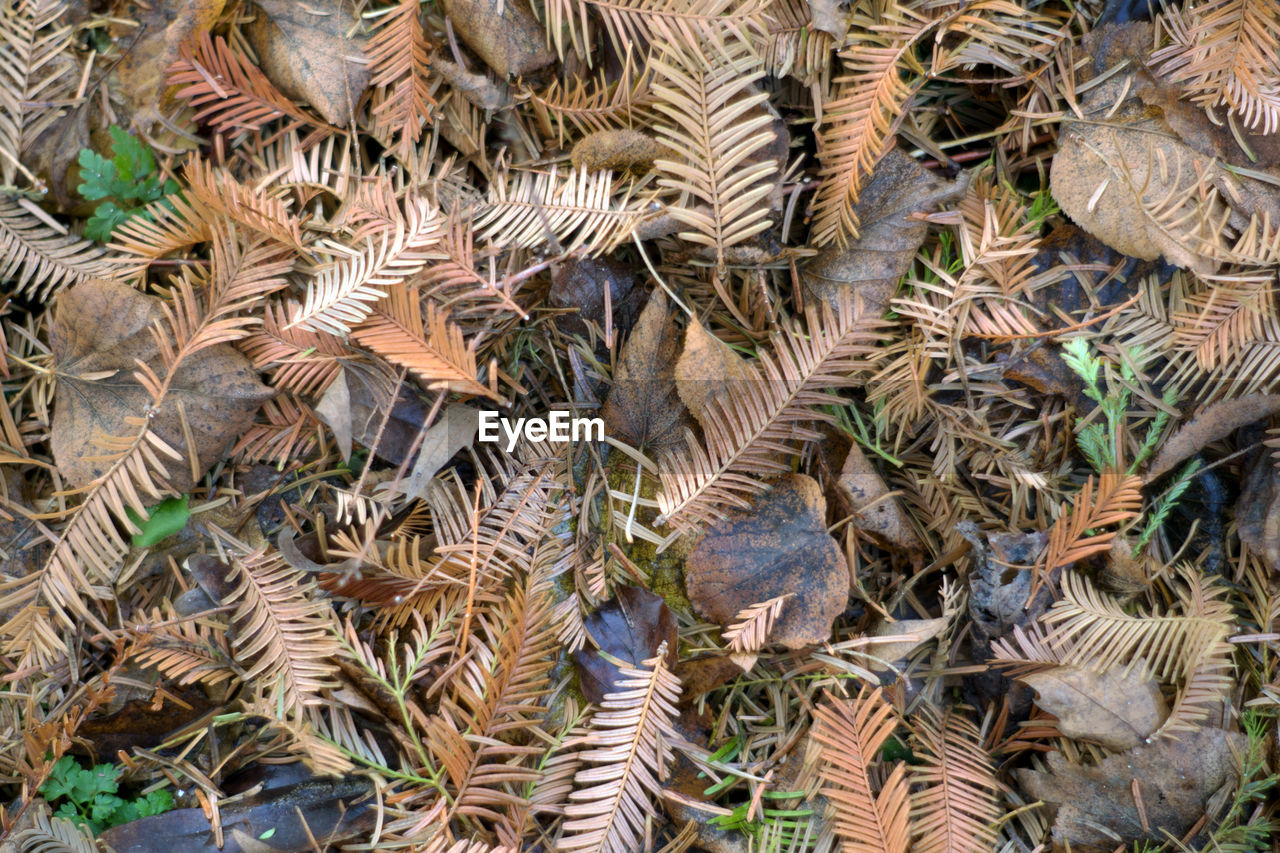 HIGH ANGLE VIEW OF PLANTS