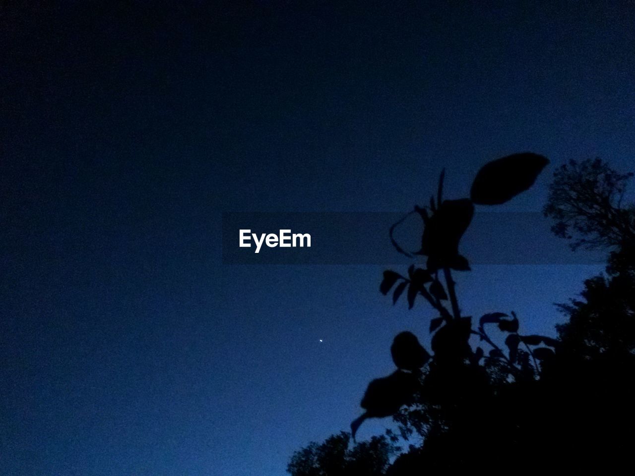 LOW ANGLE VIEW OF SILHOUETTE BIRD ON PLANT AGAINST SKY