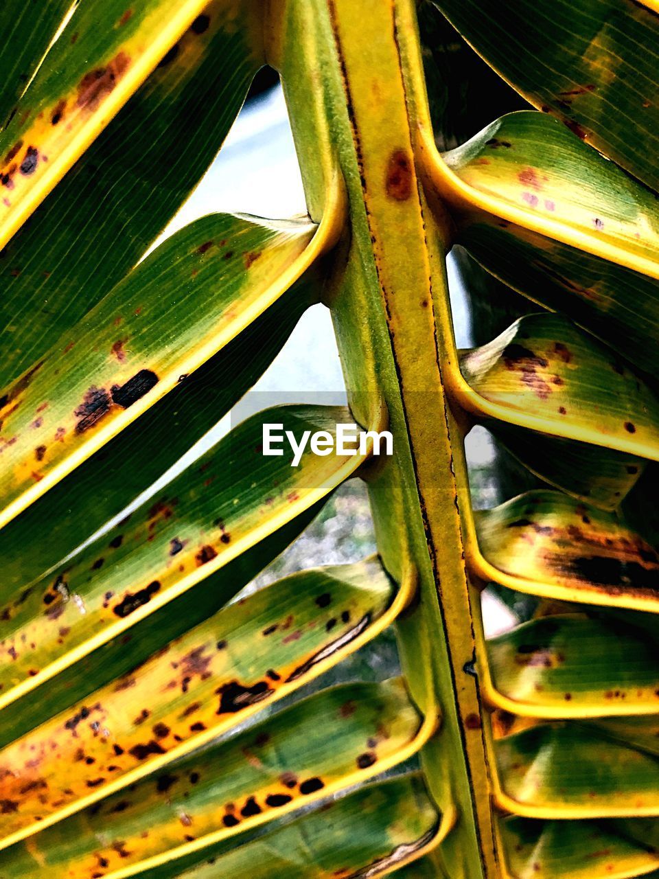 CLOSE-UP OF PLANTS