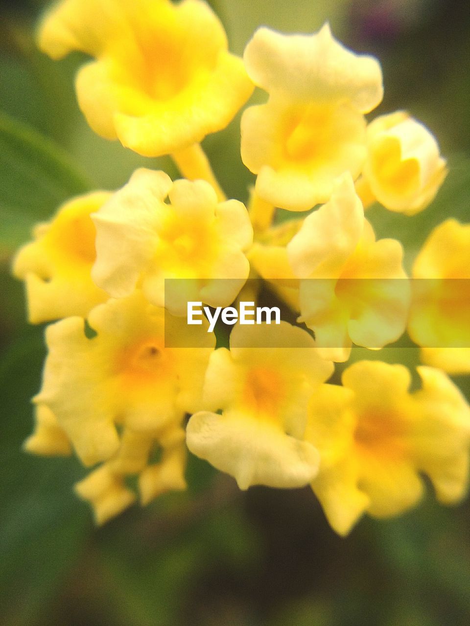 CLOSE-UP OF YELLOW FLOWERS BLOOMING