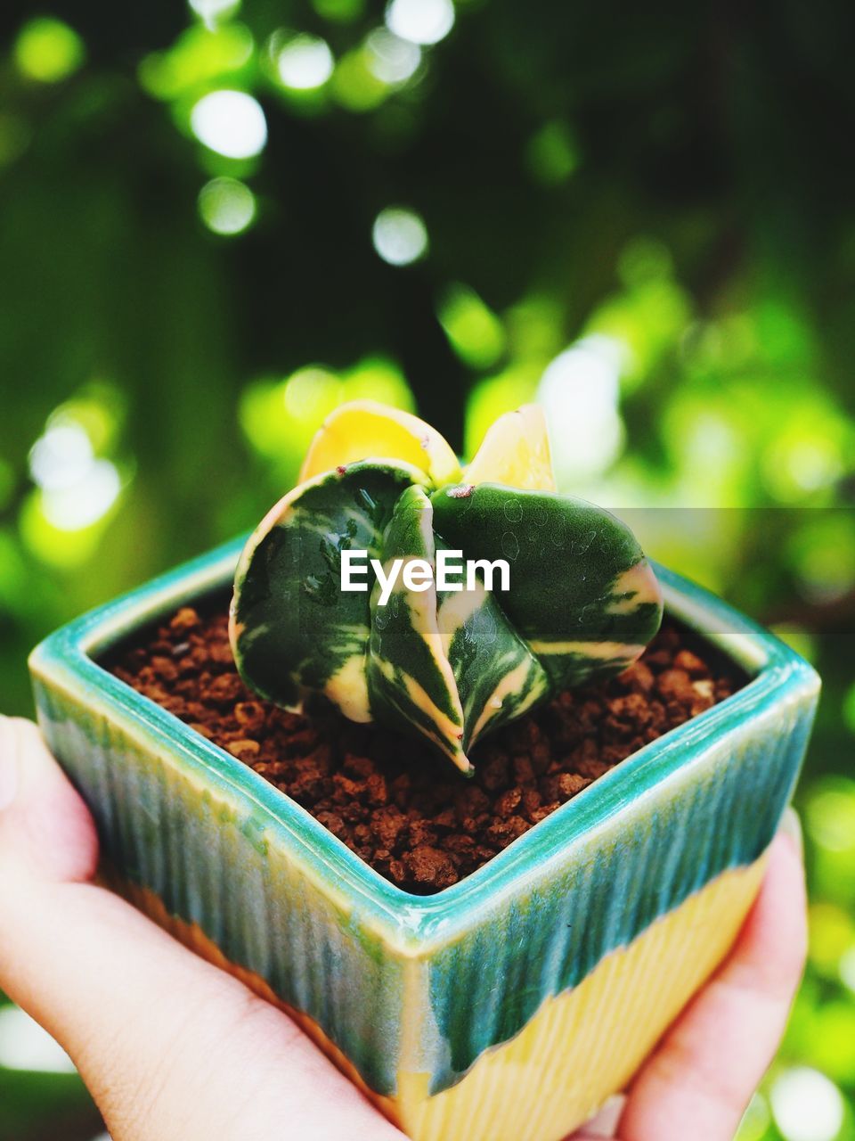 Cropped hand holding potted plant