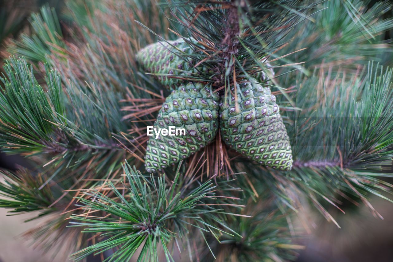Close-up of plant