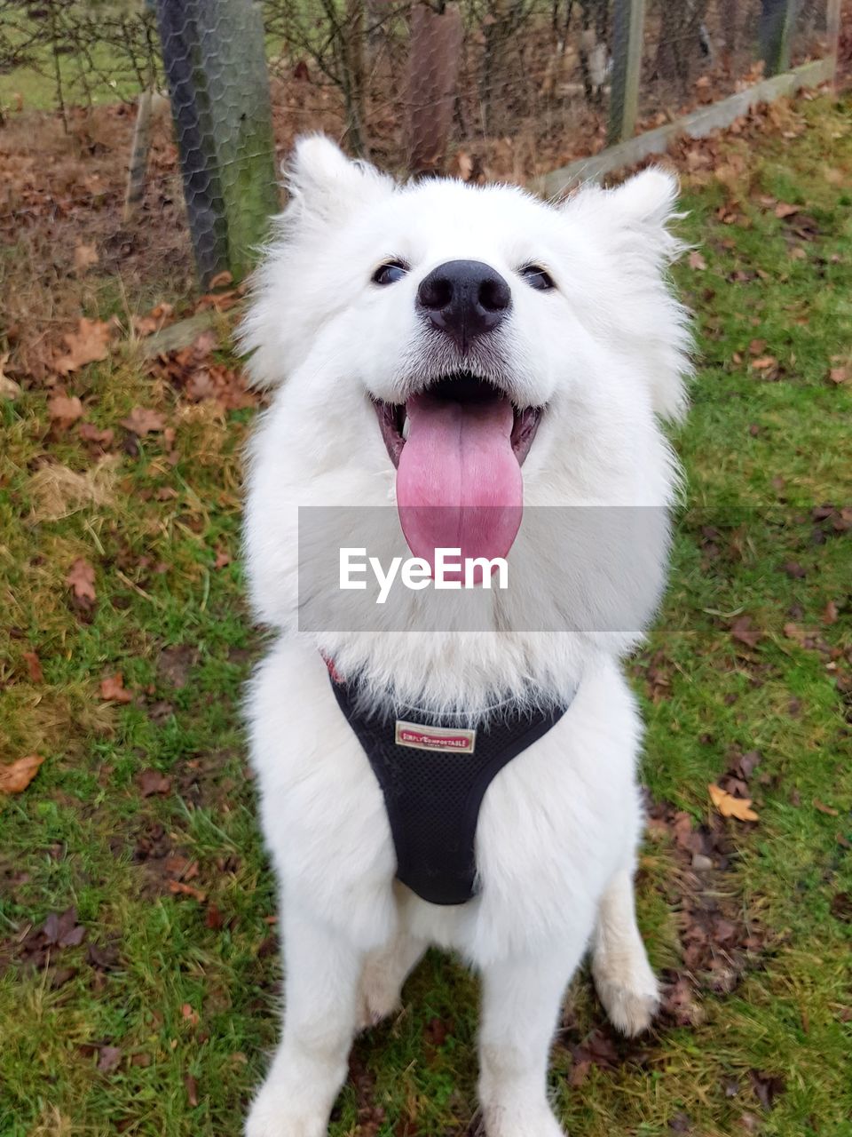 HIGH ANGLE VIEW OF WHITE DOG STICKING OUT TONGUE ON GRASS